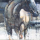 Blue Horse, 2017 watercolour, 56 x 76 cm SOLD